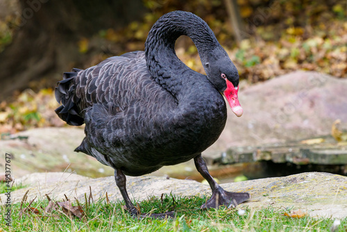 Elegant black swan walks around the pond (Cygnus atratus).