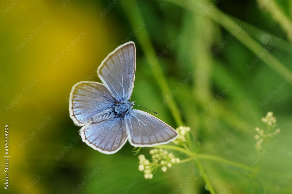 Portrait of a beautiful Amanda's blue butterfly. Polyommatus amandus Portrait of a beautiful Amanda's blue butterfly. Polyommatus amandus