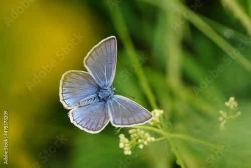 Portrait of a beautiful Amanda's blue butterfly. Polyommatus amandus