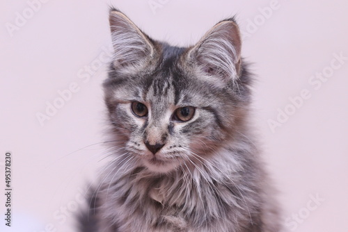 Cute Maine Coon kitten portrait with light background