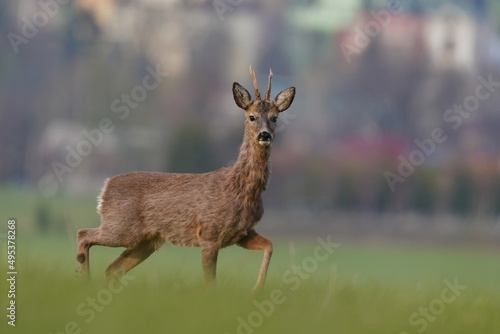 Fototapeta Naklejka Na Ścianę i Meble -  Roebuck grazing on the meadow. Capreolus capreolus. Beautiful portrait of a roe deer.
