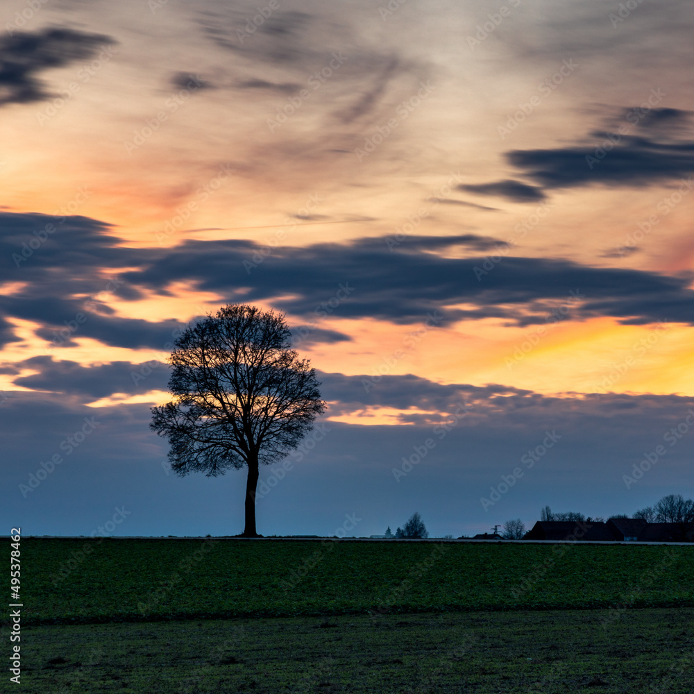 Einsamer Baum bei Sonnenuntergang
