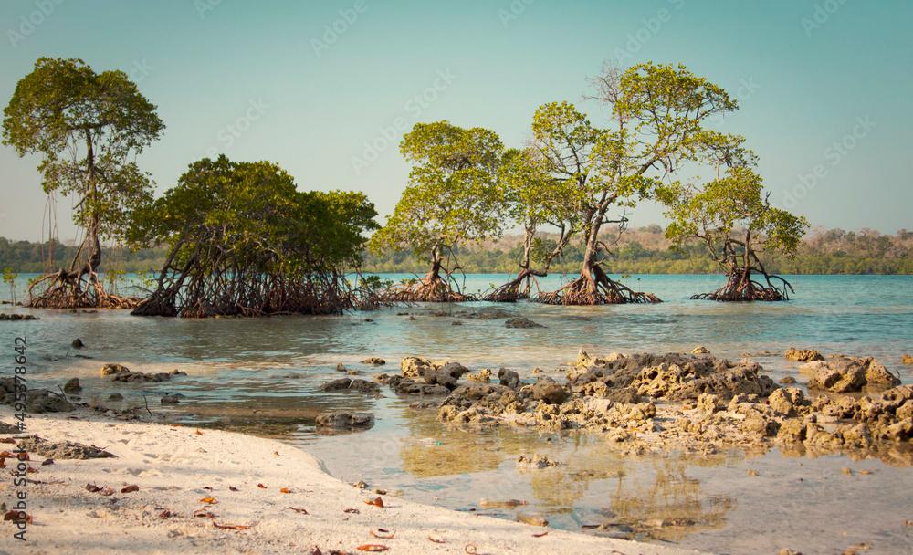 Mangrove forest at low tide, Andaman and Nicobar islands, India Mangrove forest at low tide, Andaman and Nicobar islands, India