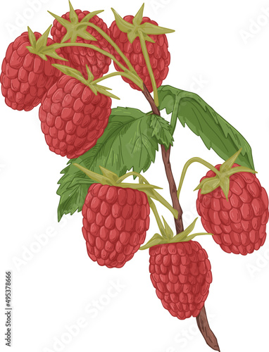 Raspberry Hand Drawn Illustration