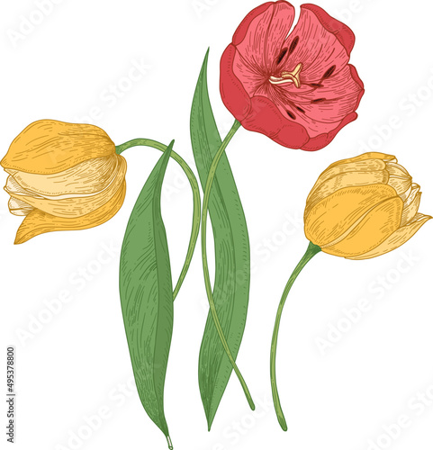 Tulip Flowers Hand Drawn Illustration