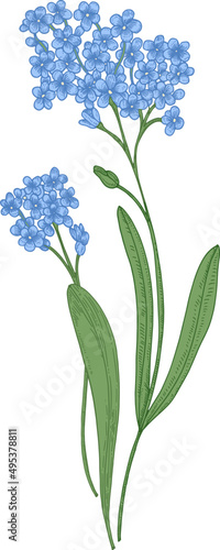 Forget Me Not Flowers Hand Drawn Illustration