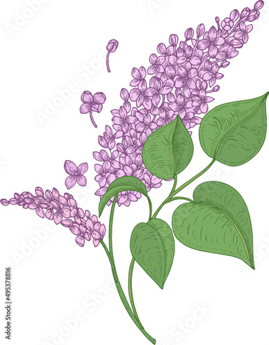 Lilac Flower Branch Hand Drawn Illustration