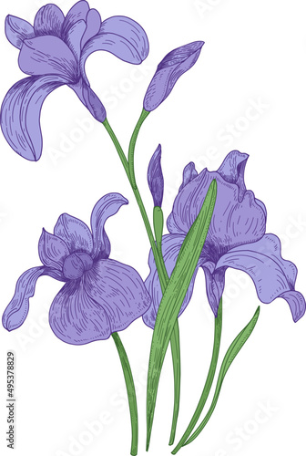 Iris Flowers Hand Drawn Illustration