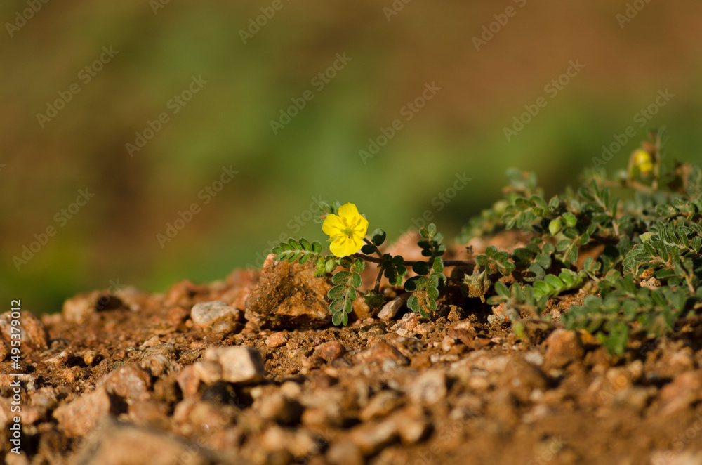 Lonely Yellow Flower on hills Rockside forest Lonely Yellow Flower on hills Rockside forest