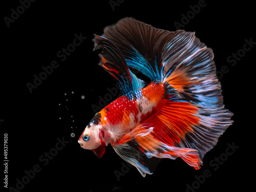 Siamese fighting fish Koi Betta