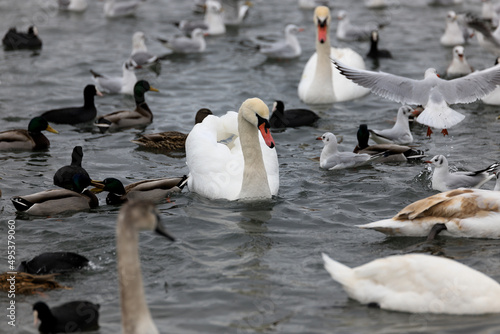 Fototapeta Naklejka Na Ścianę i Meble -  White swan on the water among other birds