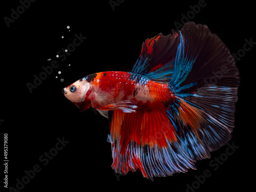 Siamese fighting fish Koi Betta