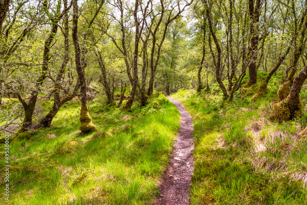 Footpath amidst trees in forest Footpath amidst trees in forest