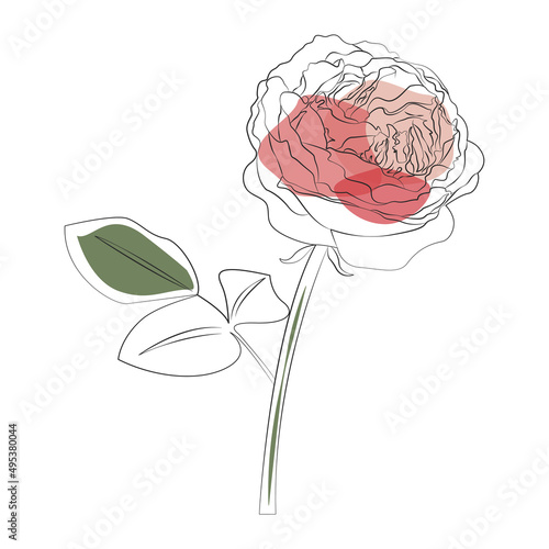 Rose line icon watercolor flower. hand drawn botany vector illustration