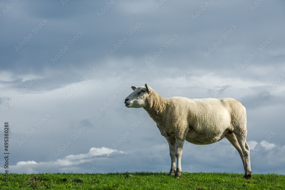 Schaf auf einem Deich, Eiderstedt, Nordfriesland, Schleswig-Holstein, Deutschland Schaf auf einem Deich, Eiderstedt, Nordfriesland, Schleswig-Holstein, Deutschland
