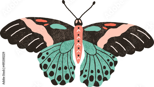 Beautiful Butterfly Colored Illustration