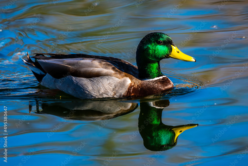 Obraz premium A large brown Mallard in Tucson, Arizona