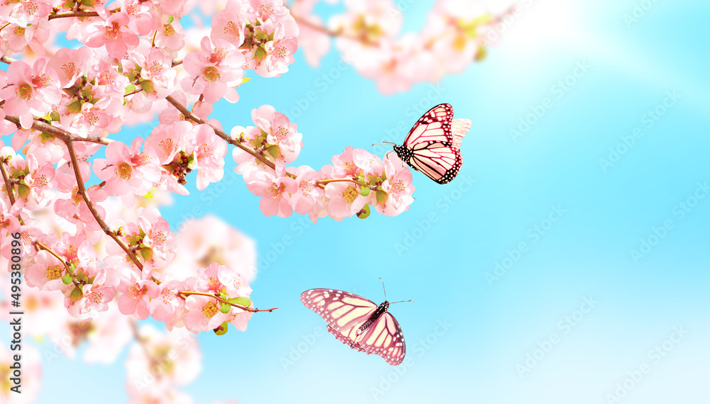 Horizontal banner with Japanese Quince flowers and two Monarch butterfly on sunny backdrop