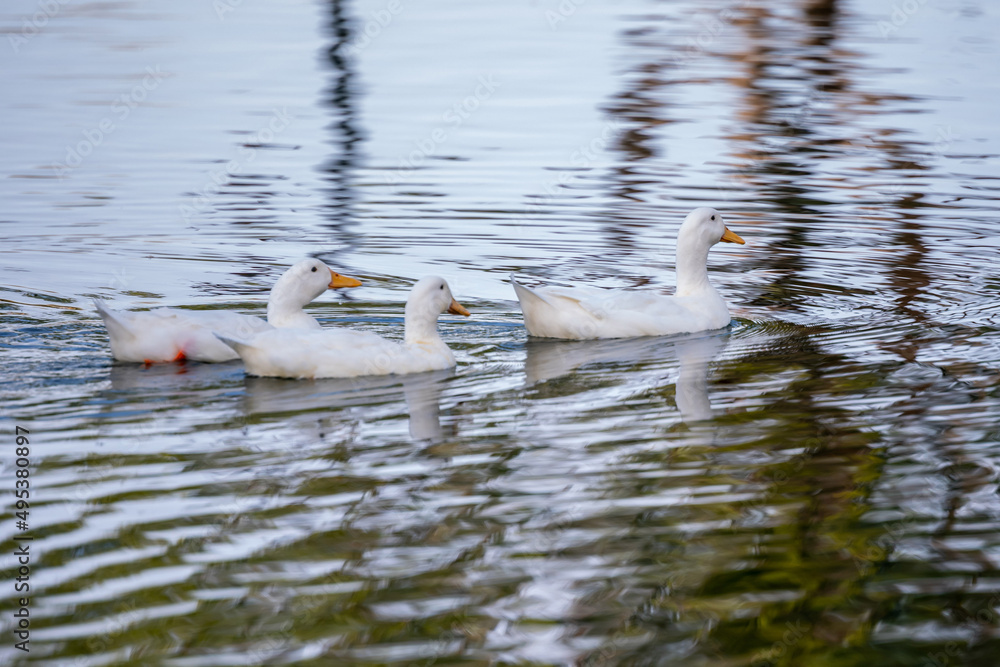 Fototapeta premium A small American Pekin in Yuma, Arizona