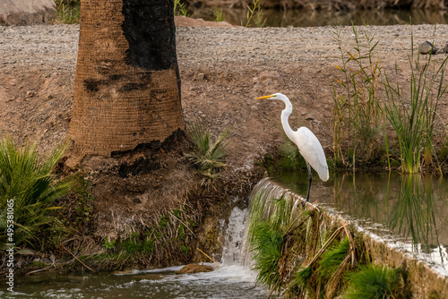 A Great White Egret in Yuma, Arizona