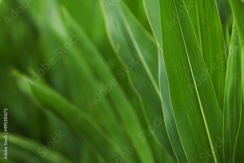 Corn crop plantation