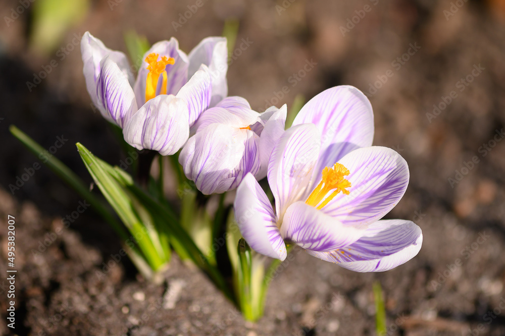 the first spring flowers. crocuses in the garden