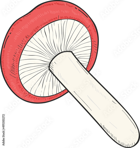 Mushroom Hand Drawn Vintage Illustration