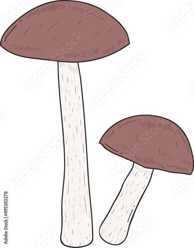 Mushroom Hand Drawn Contour Illustration