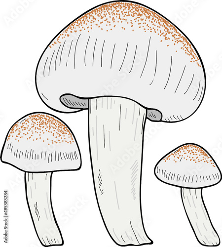 Mushroom Hand Drawn Line Art Colored Illustration