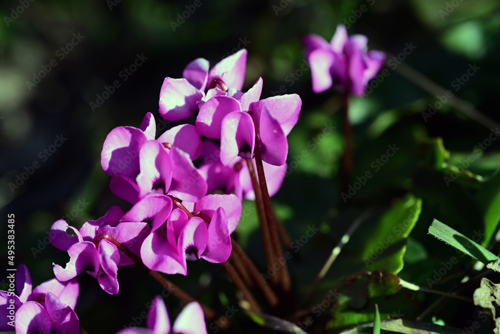Cyclamen is a genus of 23 species of perennial flowering plants in the family Primulaceae. Cyclamen species are native to Europe and the Mediterranean Basin east to the Caucasus