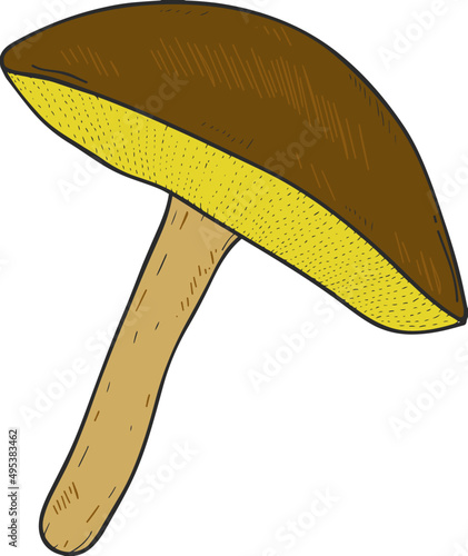 Forest Mushroom Hand Drawn VIntage Illustration