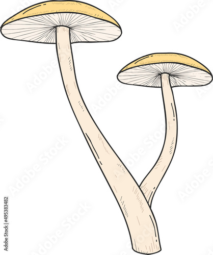 Mushroom Sketch Hand Drawn Line Art Illustration
