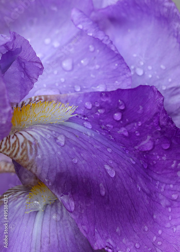 Fototapeta Naklejka Na Ścianę i Meble -  Purple Violet flower .Drops of dew on a Violet Iris or Bearded Iris on the background of bright green landscaped garden .Beautiful flower .Petals of Iris close-up. Garden decoration .Spring background