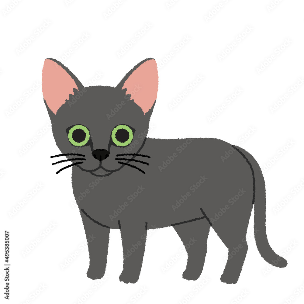 コラットの猫イラスト コラットの猫イラスト