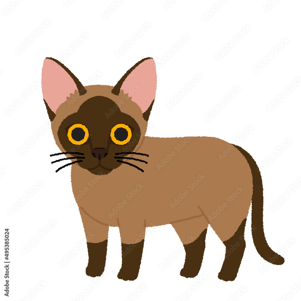 Obraz premium バーミーズの猫イラスト