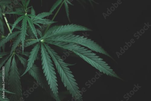 Alternative medicine represented by medical marijuana  female cannabis shrub texture. copy space  close up. Branches of Medical Marijuana with flower bud sites Cannabis cultivation