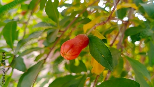 Pomegranate buds on plant pomegranate flower bud blooming