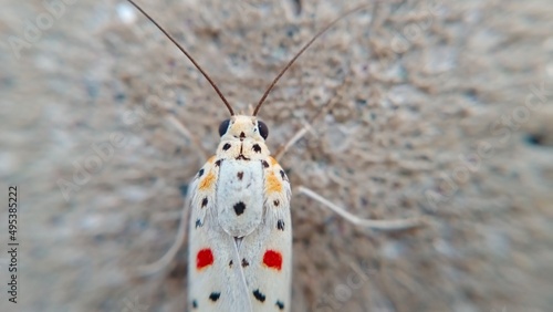 A Close Up Macro Photo of a Small Colorful Moth The Moth Has a White Body With Red And Black Spots And Long Antennae Its Eyes Are Large And Dark The Background is Blurred Allowing The Moth to Stand ot photo