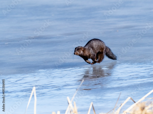 Bilde på lerret American mink on ice