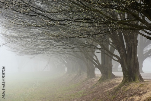 Viale alberato immerso nella nebbia primaverile photo