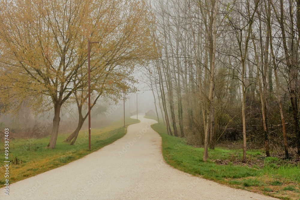 Viale alberato immerso nella nebbia primaverile Viale alberato immerso nella nebbia primaverile