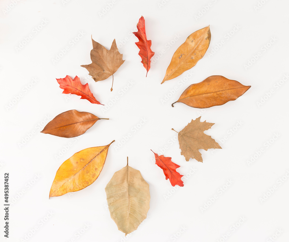 autumn leaves on a white background autumn leaves on a white background
