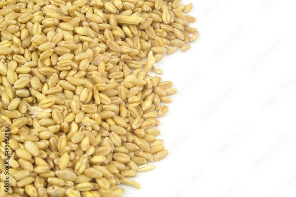 Wheat grains isolated on white background, copy space for text.