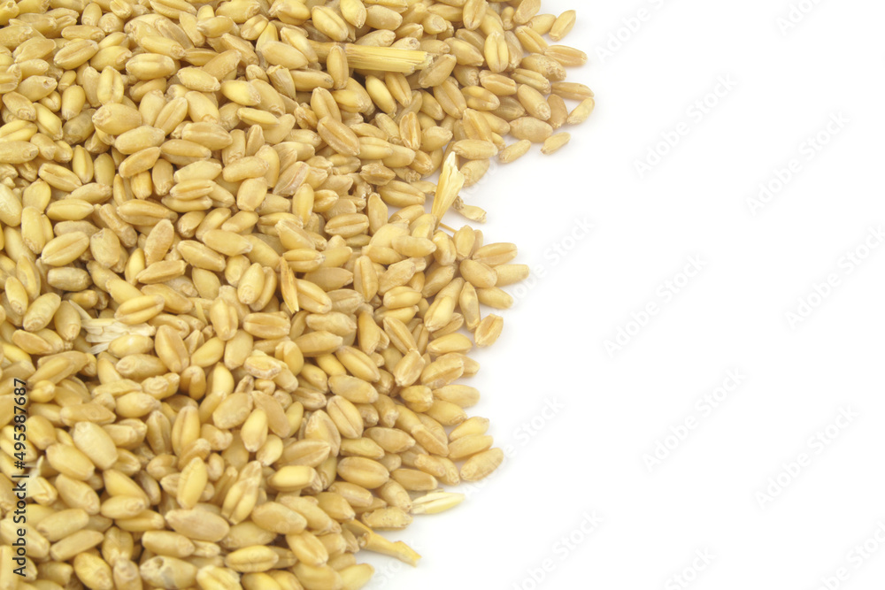 Wheat grains isolated on white background, copy space for text. Wheat grains isolated on white background, copy space for text.
