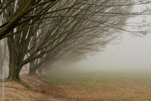 Viale alberato immerso nella nebbia primaverile photo