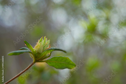 春の木の芽素材写真 コピースペース