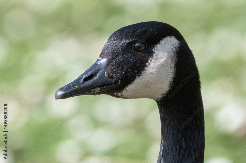 Branta canadensis - Canada goose - Bernache du Canada Branta canadensis - Canada goose - Bernache du Canada