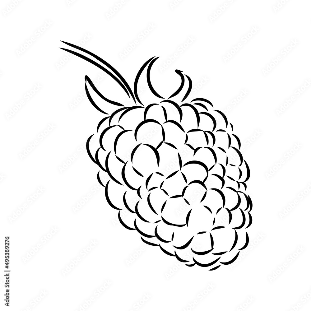Fototapeta premium Vector isolated raspberry berries branch contour line drawing. Colorless black and white two raspberry berry colorling page