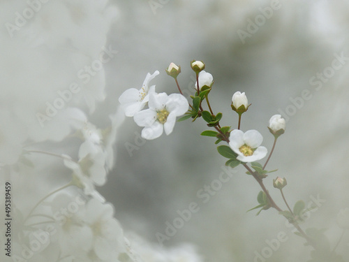 Close up thunberg spirea flowers with bokeh