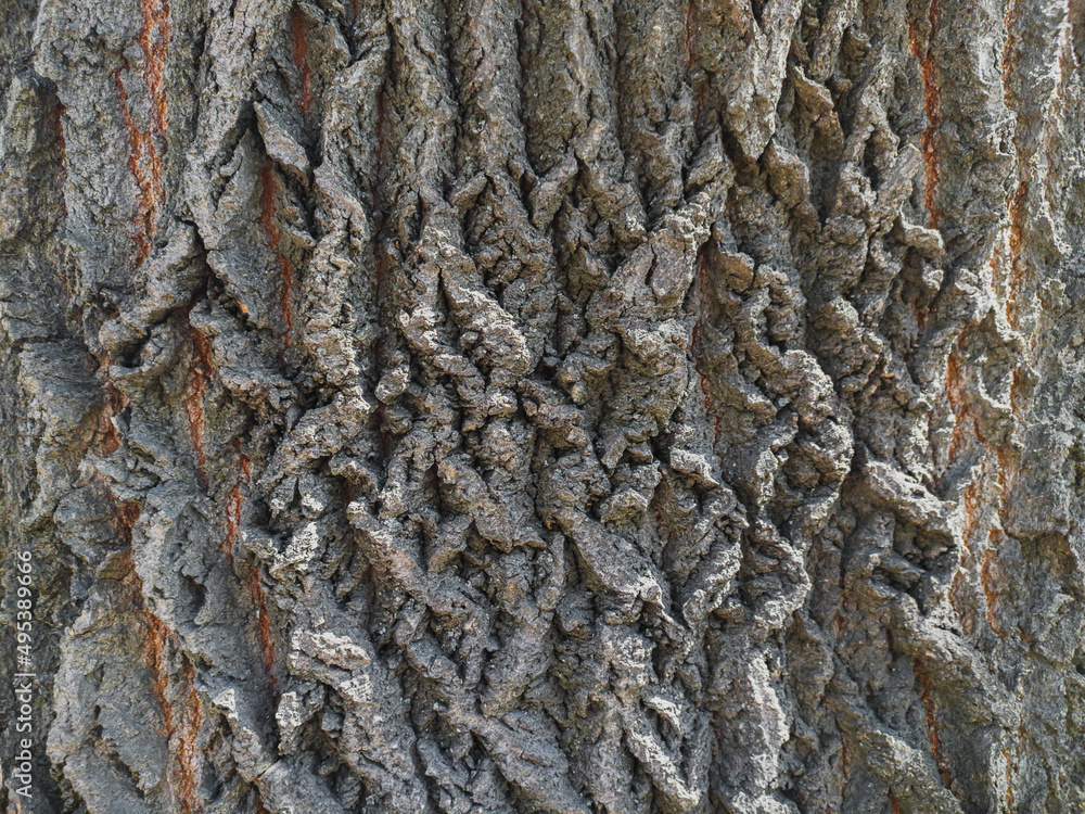 brown wooden background of old tree in forest brown wooden background of old tree in forest